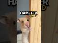 Penyebab hamster ini gagal galau! 🤣