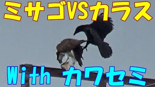 ミサゴVSカラス With カワセミ - YouTube