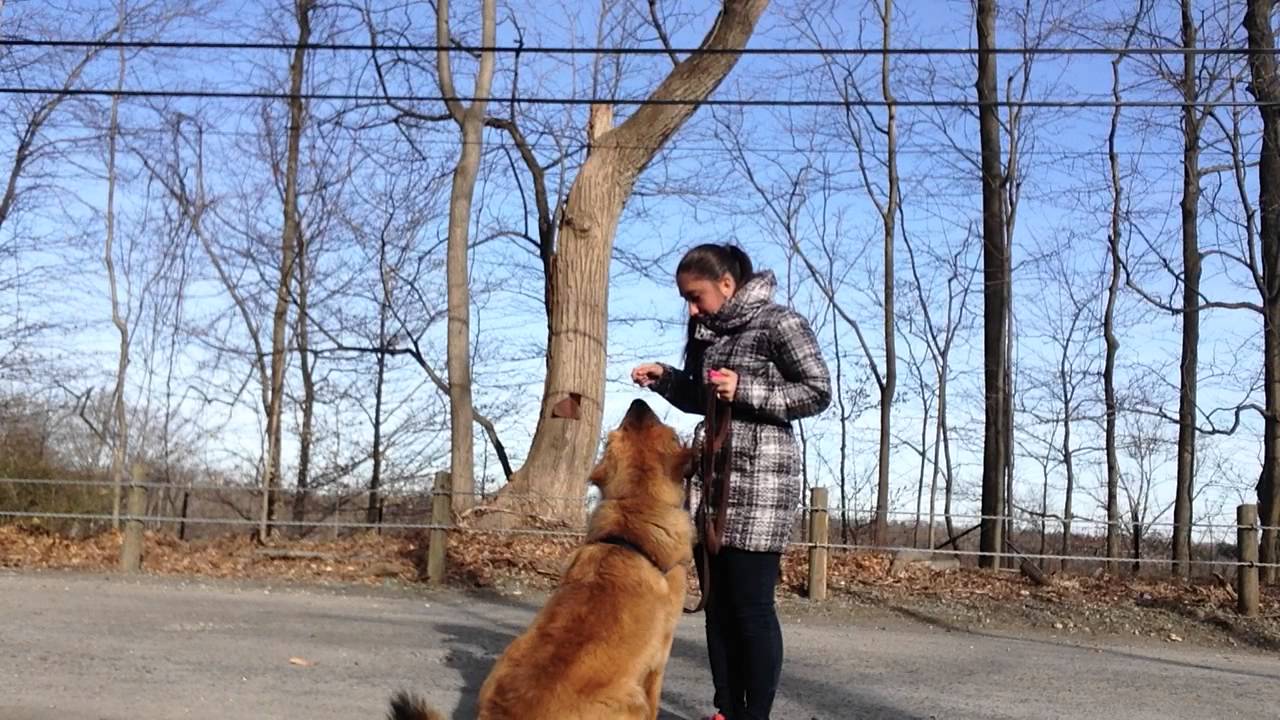 Dog Training Teach Your Dog "Watch Me" Cue YouTube