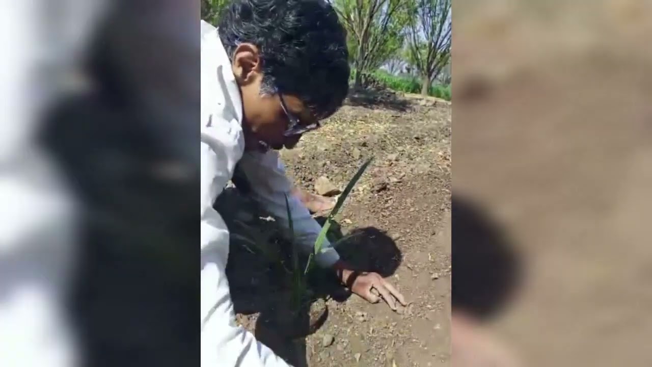 Khajur Plantation || Experiment || Farming || खजूर