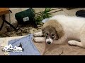 鉢植えをひっくり返して遊んだベルです Great Pyrenees グレートピレニーズ