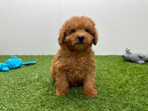 Video van Poodle Male Apricot - PUP-ID 200155408 | Dierenhof Debrabandere