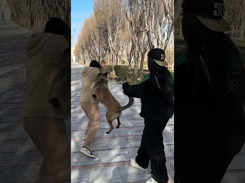 smart dog❤️🌸🥰💚#shortvideo #subscribe