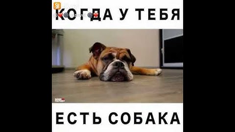 А у тебя есть собака?
