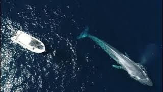2020 Whale Watching Documentary: A Year In My Life