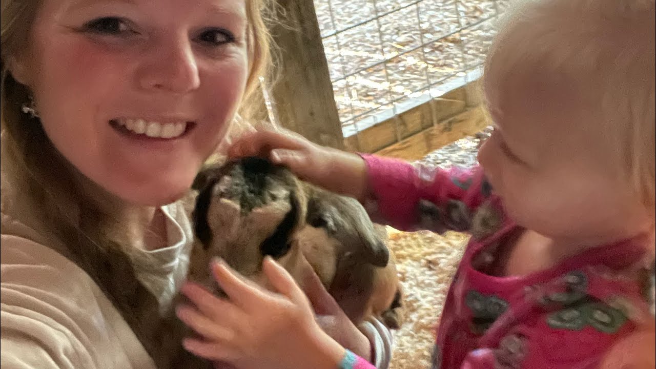 Kinder Goat Kid Day 2 Our plans for this little buckling 🐐 YouTube