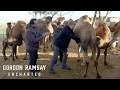 Gordon Ramsay&#39;s First Encounter with Camel Delights | Gordon Ramsay: Uncharted