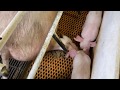 わざとやってる感じ　弱い子豚には無慈悲です。