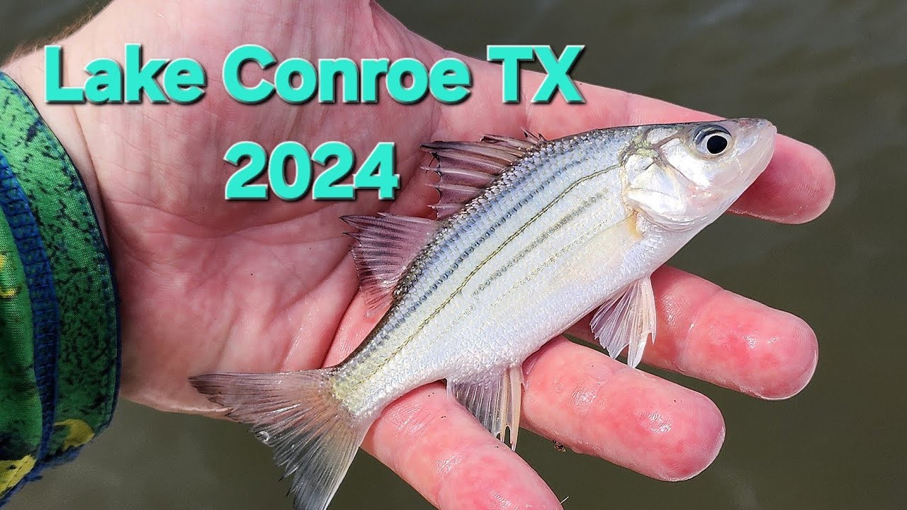Fishing Lake Conroe 2024