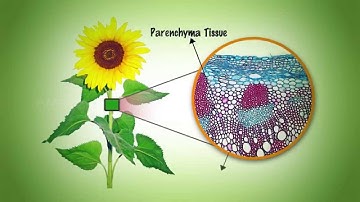 Plant and Animal Tissues - MeitY OLabs