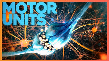 Motor Units: Where Nerve Meets Muscle | Corporis