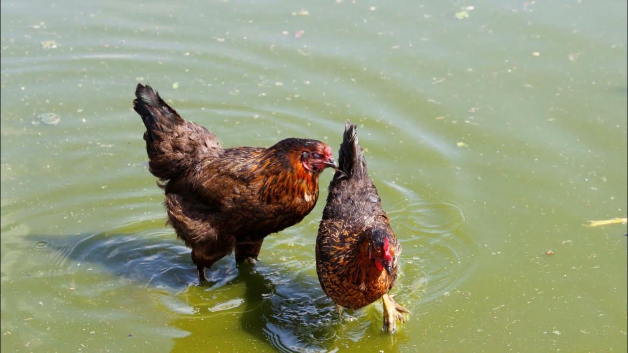 Can Chickens Swim in Water? Can chickens swim like ducks? Can baby