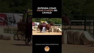 Entenda como tirar o medo do cavalo