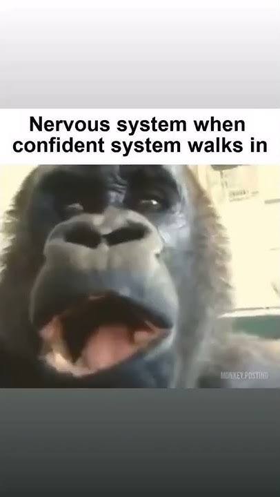 Nervous System When Confident System Walks In Nervous System when Confident System walks in: - YouTube