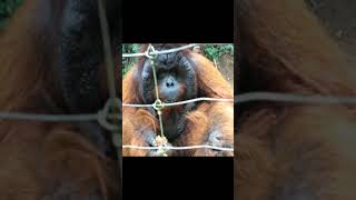 Father Orangutan Gets Snacks.