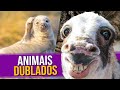 Animais Dublados Episódio 8