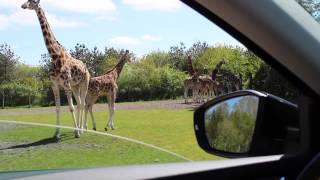 En dag i Givskud zoo