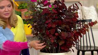 Roberta's 1-pc. Proven Winners Winecraft Black Smokebush Plant on QVC screenshot 3