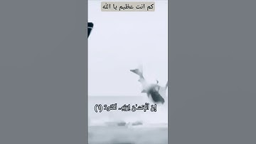 "إِنَّ الْإِنسَانَ لِرَبِّهِ لَكَنُودٌ | تلاوة خاشعة بصوت الشيخ خالد الجليل #قرآن_كريم #خالد_الجليل"