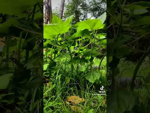 Nature #shorts #shortvideo #shortsvideo