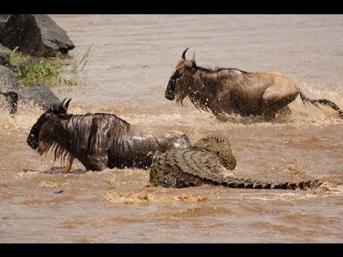 Video: El río Mara en África y un gran espectáculo de migración animal