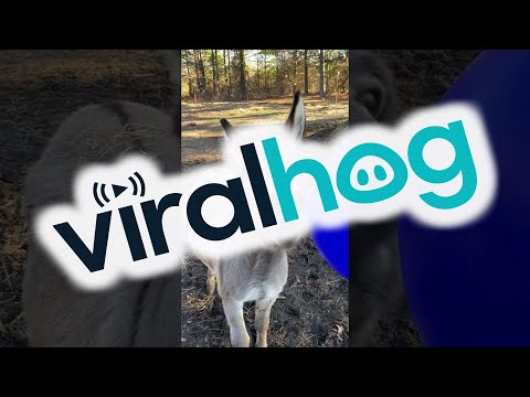 Donkey Gets a New Ball for Christmas || ViralHog
