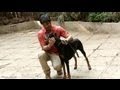 Don't Be Scared Of Dobermans | Heavy Petting