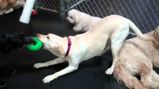 Tug! 2012-03-08 Central Bark Sheboygan.mp4