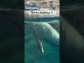 Thirsty Dolphins at Osaka Aquarium Kaiyukan #japantravel #osakaaquarium #marineanimals #explorejapan
