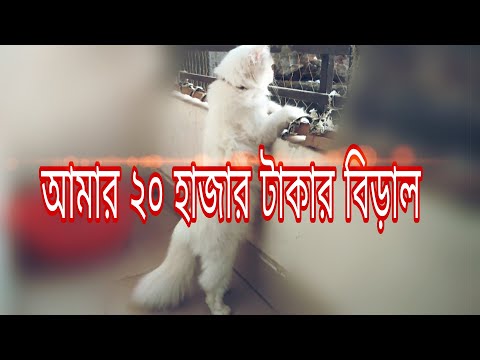 ভিডিও: এটি কি একটি দেশের বিড়াল নিকটবর্তী মূল্য?