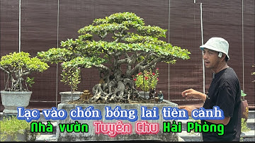 Ngỡ ngàng trước không gian nhà vườn Tuyên Chu với cây cổ, đồ đá cổ | Quảng Tùng