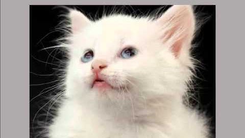 Swishmax Tutorials - complete the slideshow - Part 5