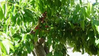 Cerezas Piornal Valle del Jerte