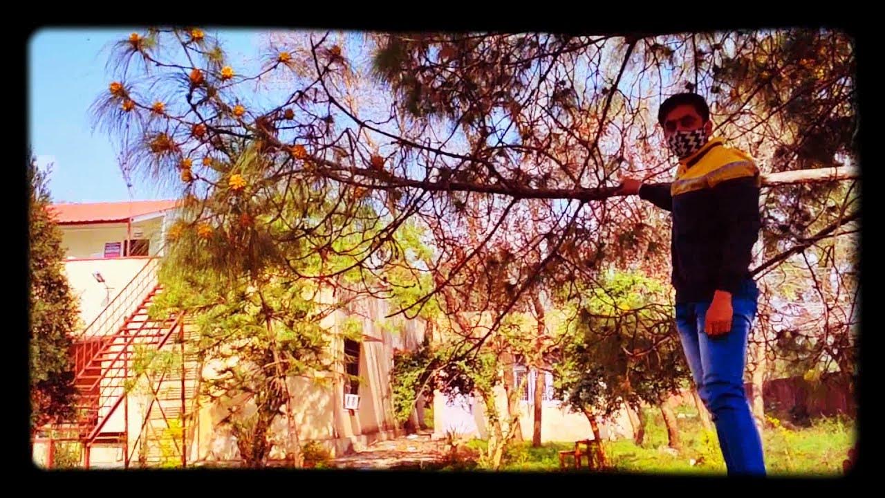 SHOWER OF SULPHUR Pinus Roxburgii GDC KATHUA 💕 YouTube