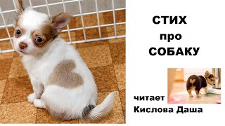 Стихотворение про собаку Стихотворение про собаку