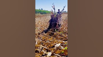 advanced machine for fast corn harvesting process #shorts