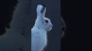 Cute white hare 🐰 #hare #hares #cute #adorable #animal #animals
