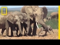 Shocking footage of baby elephant tossed around by adult explained  national geographic