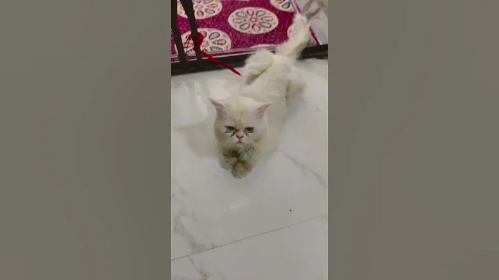 Watch the video about Pali kamariya 😀😀😀😀😃😃😆😁 #dance #comedy #funny #love #cat #youtubeshorts #catvideos