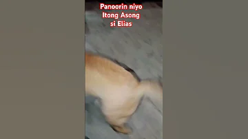 Elias Nag Gala Shorts Fyp 