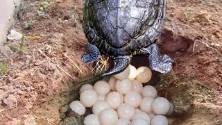 How Painted Turtle Laying Eggs And Hatching