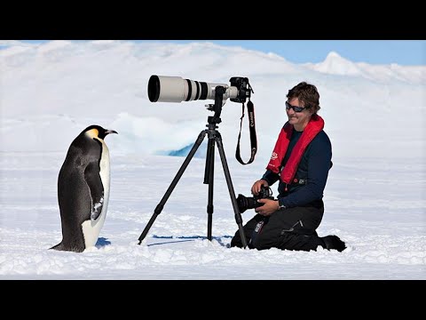 Video: Kun je een pinguïn knuffelen?