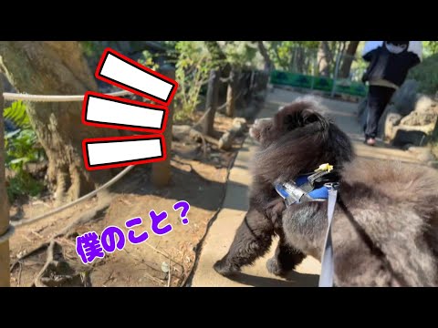 待てない犬をママ一喝!究極マイペース犬それがチャウチャウ