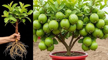 3 techniques for propagating guava at home | How to grow guava tree