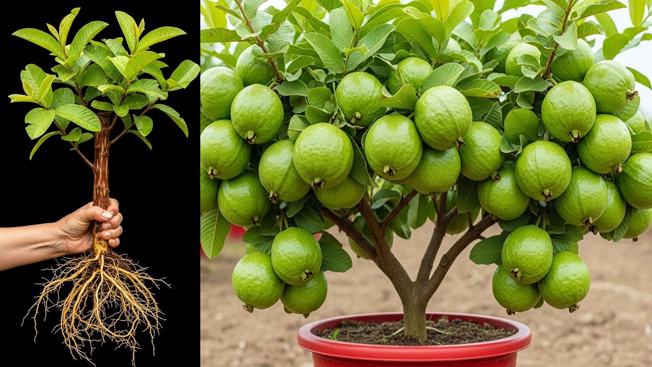 3 techniques for propagating guava at home | How to grow guava tree ...