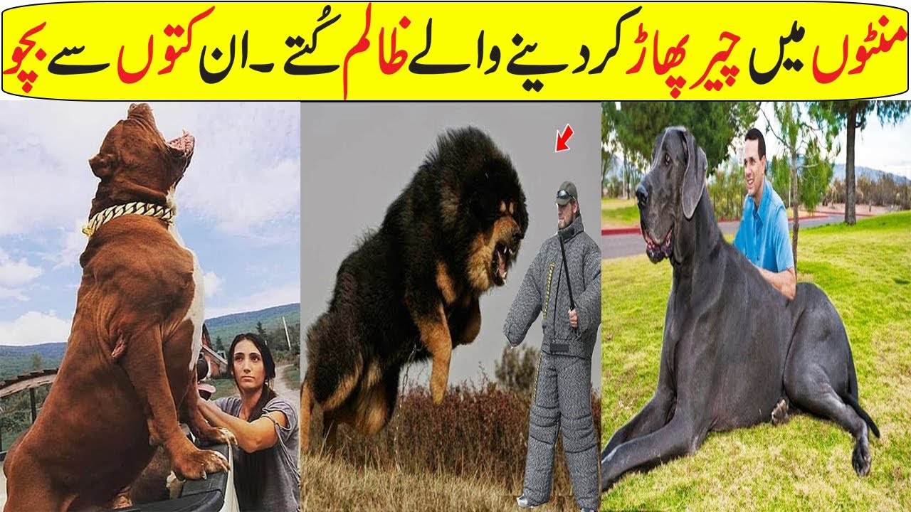 10 Biggest Dogs in the World In Hindi/Urdu - YouTube