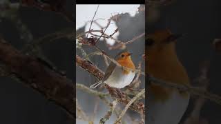 Little Robin in snowfall ❄