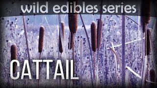 Cattail - Wild Edibles Series