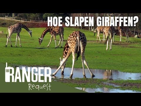 Video: Hoe Slaapt Een Giraf?