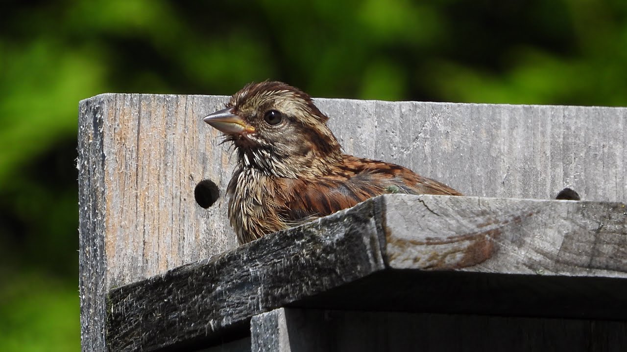 Backyard birding YouTube
